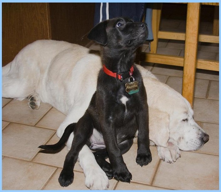 Chocolate lab with clearance white stripe on chest